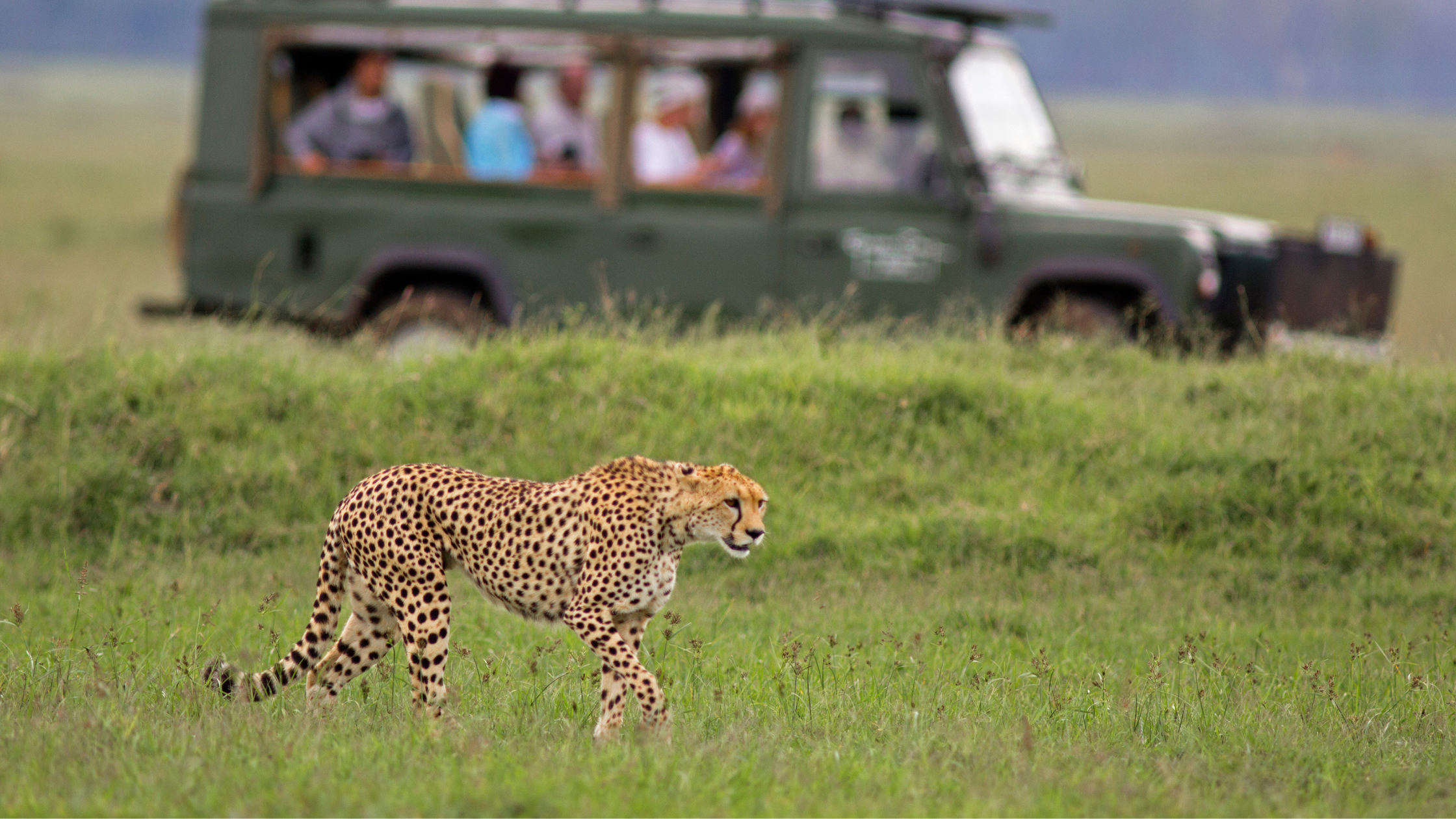 cuánto cuesta un safari en áfrica